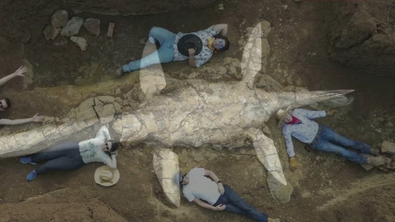 Fully intact fossil reveals prehistoric mystery the news beyond detroit