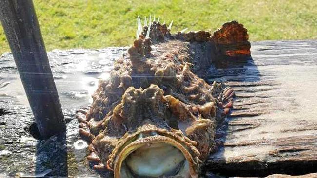 BIG FISH: This stonefish was about 6kg heavy and 50cm long. Picture: Contributed