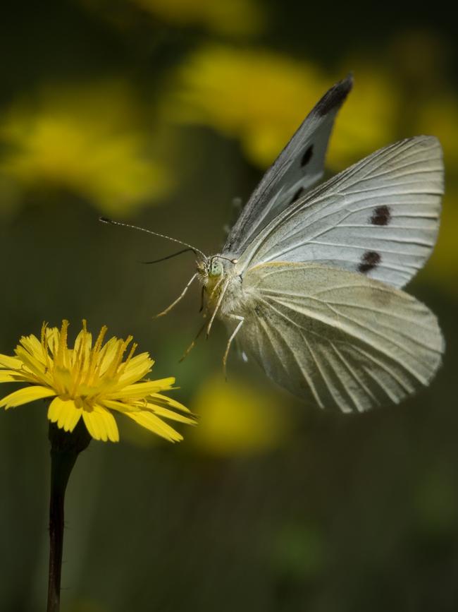 A cabbage moth comes in to land. Picture: Shaun Viljoen