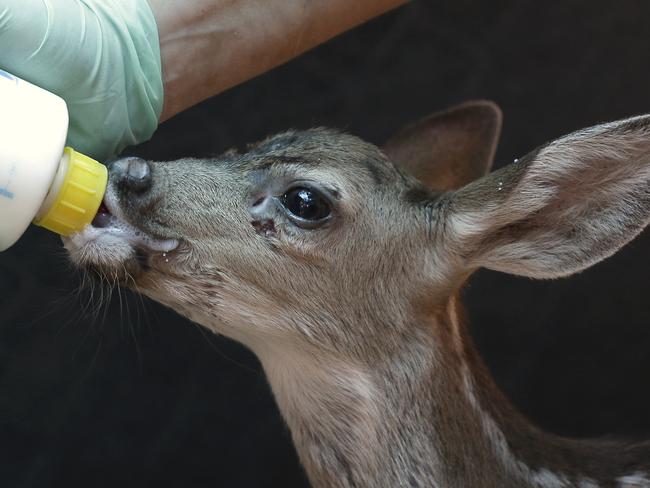 In this photo taken Tuesday, July 28, 2015, volunteer Ivette Portela bottle feeds a young fawn at the Kindred Spirits Fawn Rescue in Loomis, Calif. California's historic drought has caused a scarcity of food in the wild that has been blamed for unusual animal activity. (AP Photo/Rich Pedroncelli)