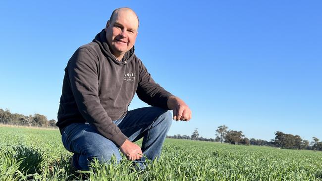 Justin Everitt of Aintree Park at Brocklesby in southern NSW inspects his crop of Boree wheat. Justin is also the NSW Farmers grains committee chairman. Picture: Nikki Reynolds