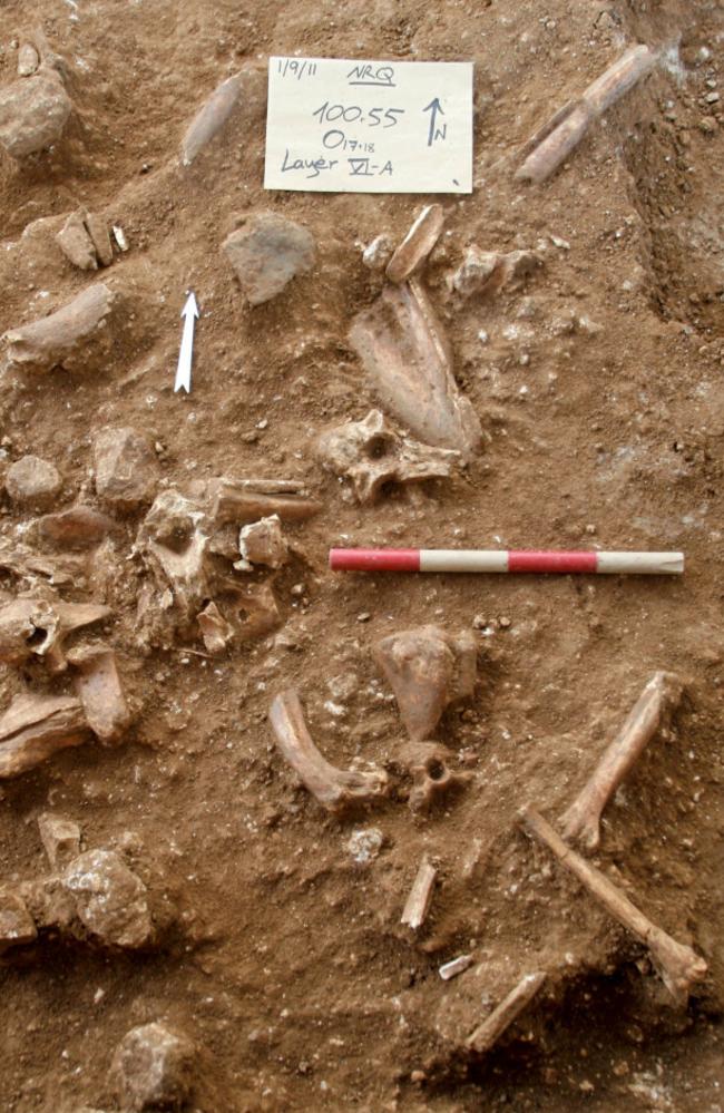 Animal bones and stone tools were also found at the site. Picture: AFP