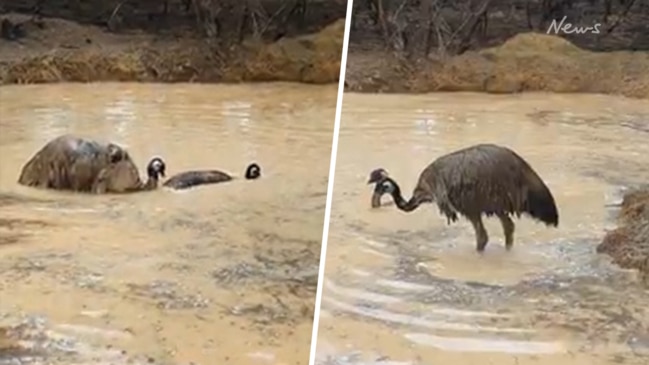 Playful emus swim after huge KI rainfall