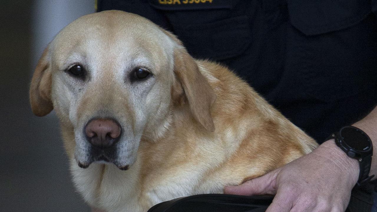 Adelaide Airport Begins Covid 19 Detector Dog Trial