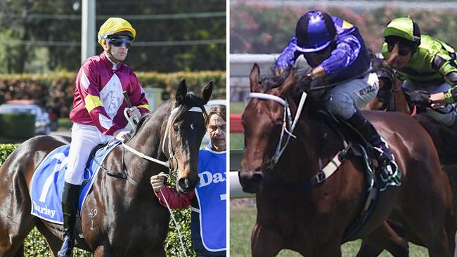 Trainer Lee Curtis is hoping Bauhinia (left) can scale the heights achieved by his former outstanding performer Private Steer.