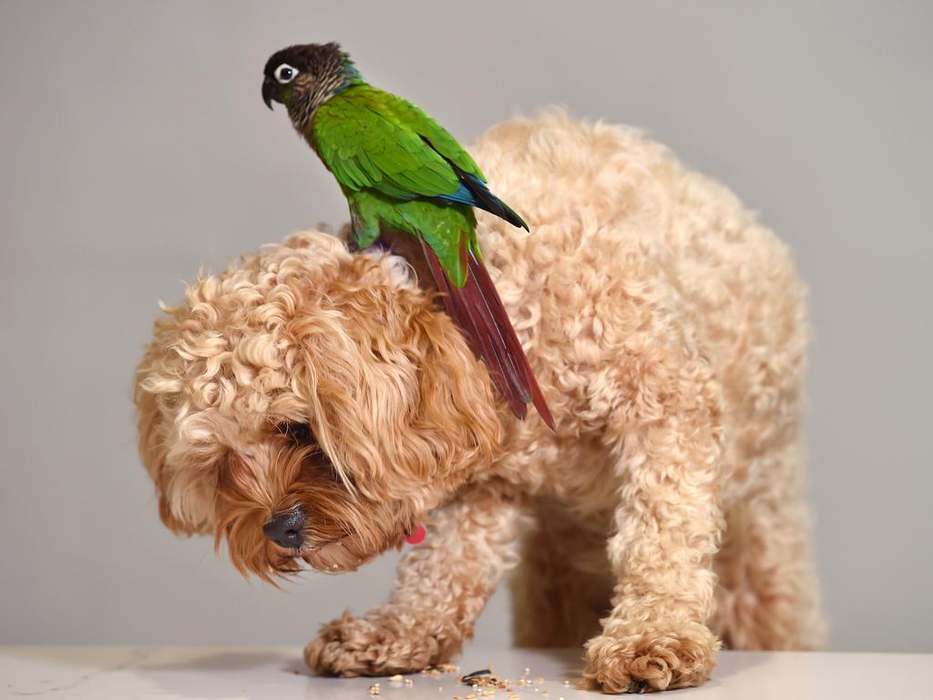 Dog and Bird Friends