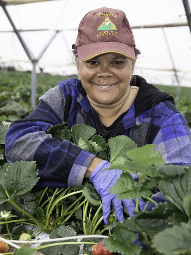 Ali Purton of Ulverstone on her third day on the job picking strawberries on Costa's Wesley Vale farm. Picture: GRANT WELLS