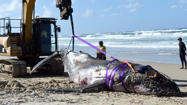 National Parks and Wildlife staff work to remove a dead humpback whale from Tallow Beach.