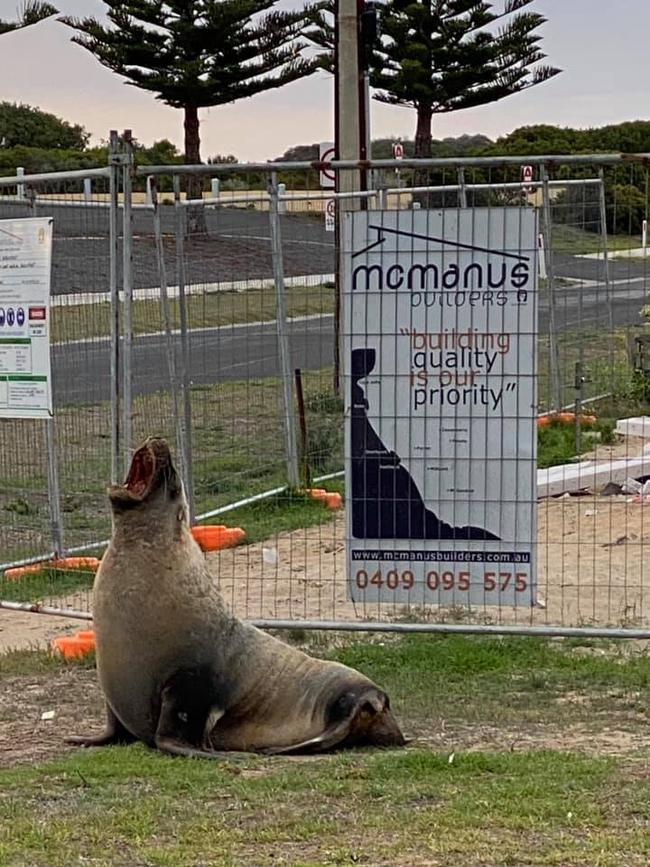 Unlike most tradies, you can’t keep Harold away from the job site.