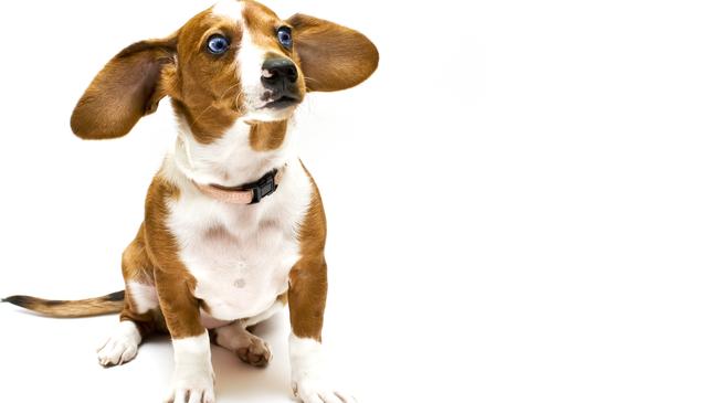 A beagle.