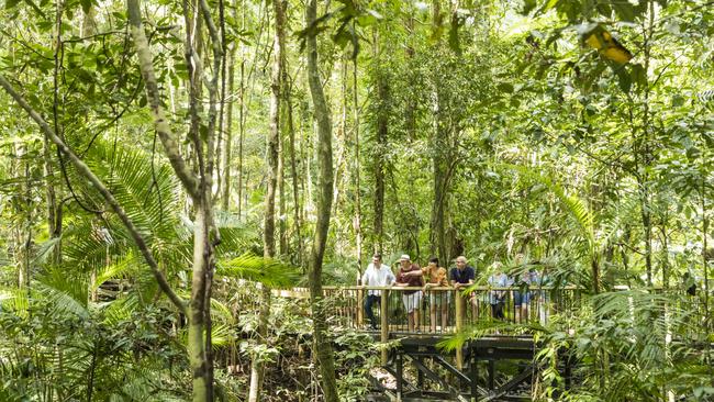 A tour group looking at the rainforest on a tour through the Daintree National Park Credit Tourism and Events Queensland