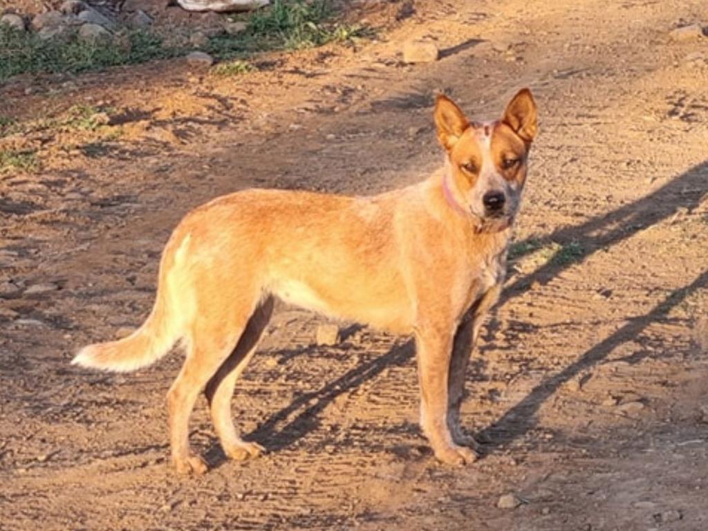 The Australian Cattle Dog is a mainstay in the NT. Known for its intelligence, endurance, and herding ability, it is perfect for life on remote properties and with active owners. Picture: Supplied