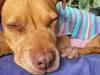 Missing dog found five years later