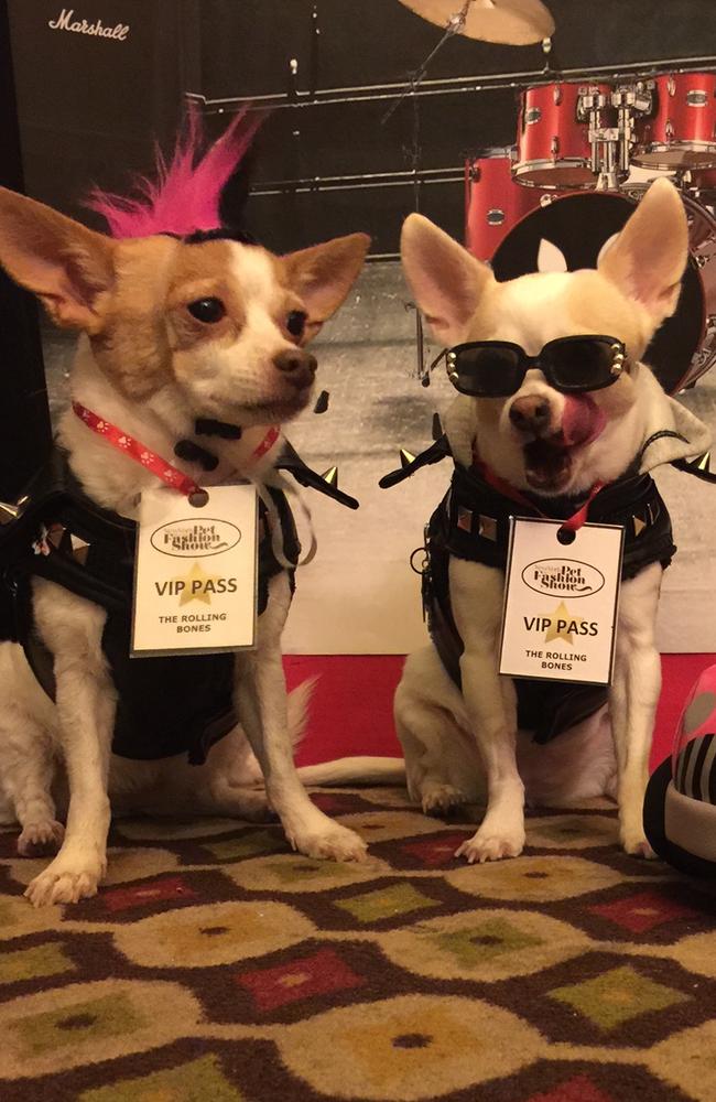 Four legged VIPs.