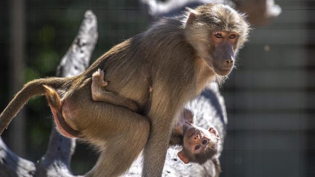 Hamadryas baboon at the Darling Downs Zoo. Wednesday, September 15, 2021. Picture: Nev Madsen.