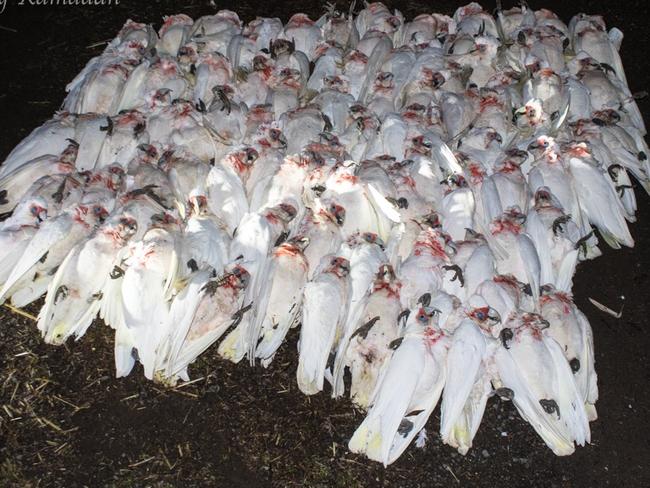 Mystery surrounds mass bird deaths