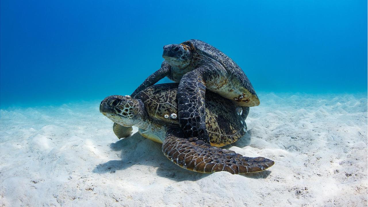 Sea turtles: Photos show violent mating season in Great Barrier Reef ...