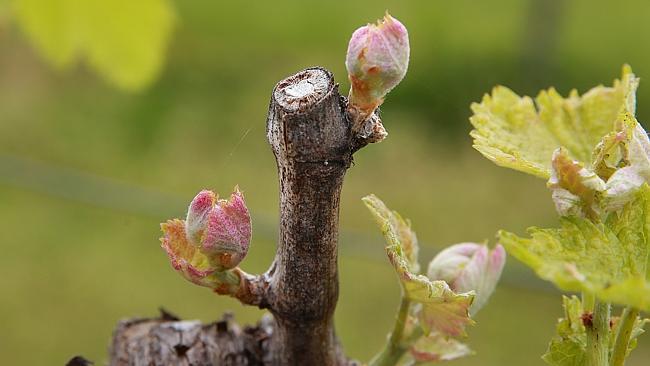 Glenmaggie Wines