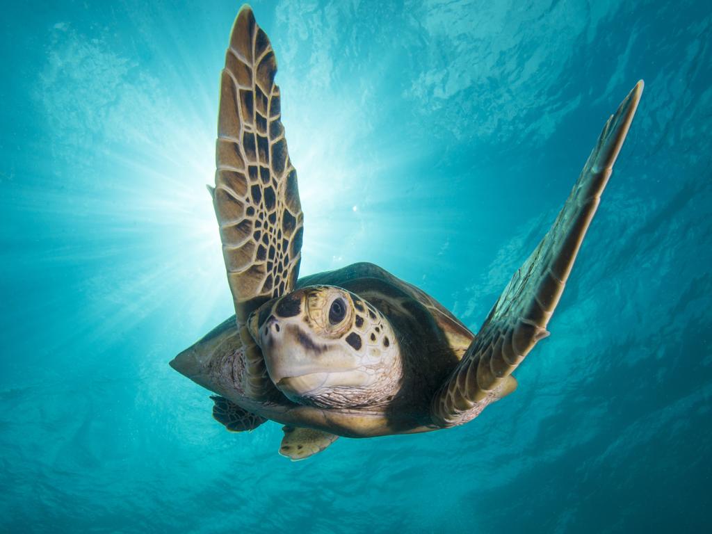 A green turtle in Borneo, Malaysia in a scene from Blue Planet II.