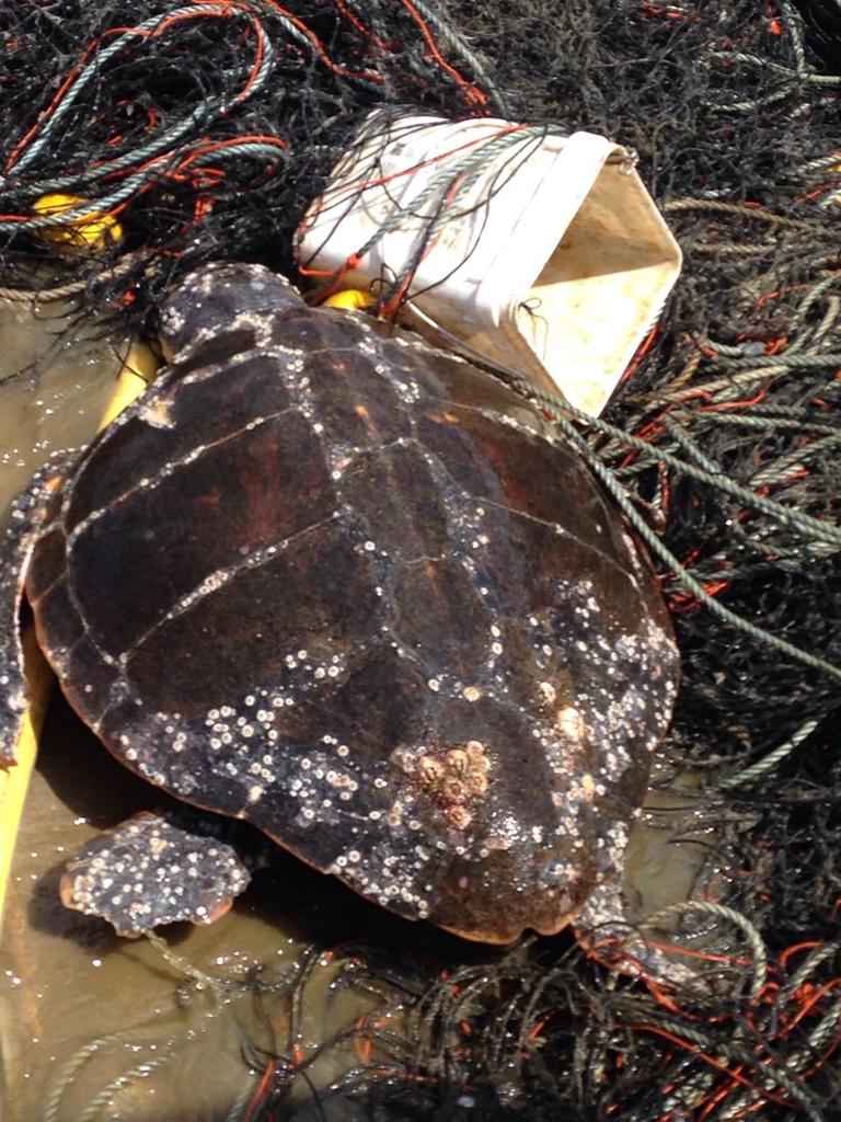 Shark nets across NSW are capturing and killing hundreds of marine wildlife. Picture: Supplied