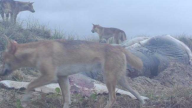 Incredible photos show dingoes feasting on stranded whale calves