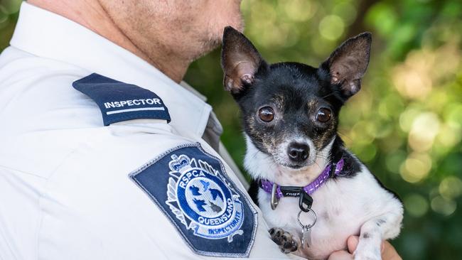 Three-year-old Chihuahua dog Peggy Sue and RSPCA worker Yorick Wahlberg. Picture: Peter Wilson