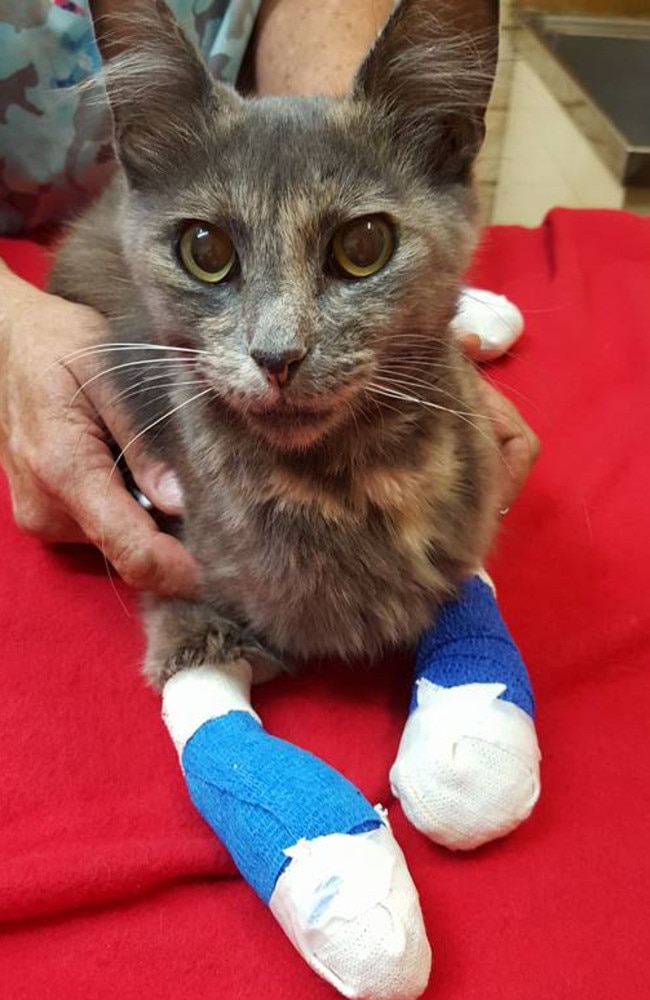 On the mend. This cat suffered terrible burns to its paws during the bushfires around Yarloop in Western Australia. Picture: Facebook/Waroona Veterinary Clinic.