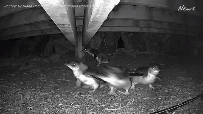 Little penguin chicks on Granite Island