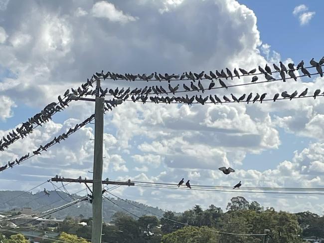 Hundreds of 'feral pigeons' on the overhead wires near Lady Mary Terrace in Gympie. Their growing numbers are a growing concern for residents and the council.