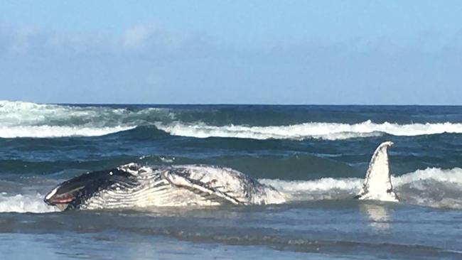 The whale carcass washed up at south Casuarina Beach near Kingscliff on Monday afternoon.