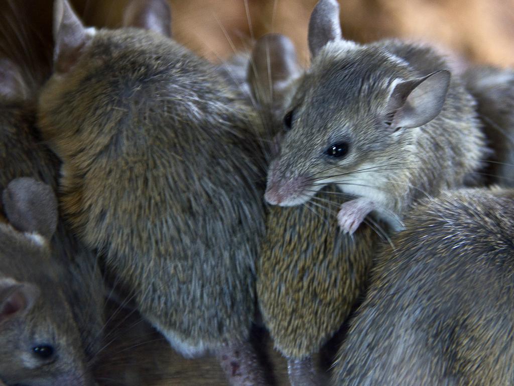 A devastating mouse plague is wreaking havoc across regional NSW and Queensland. Picture: iStock