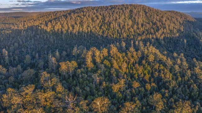 State forests could be locked up to provide carbon credits under a proposed scheme. Picture: Bob Brown Foundation.