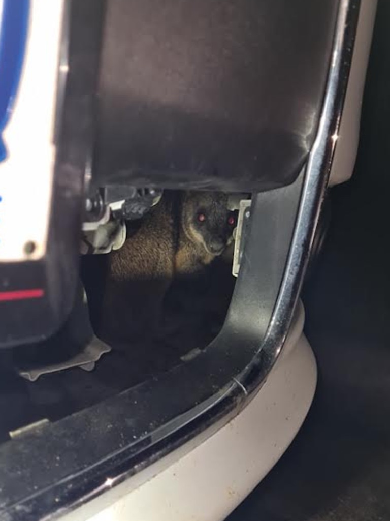 The uninjured joey in their engine bay. Picture: Hamilton Wildlife Shelter