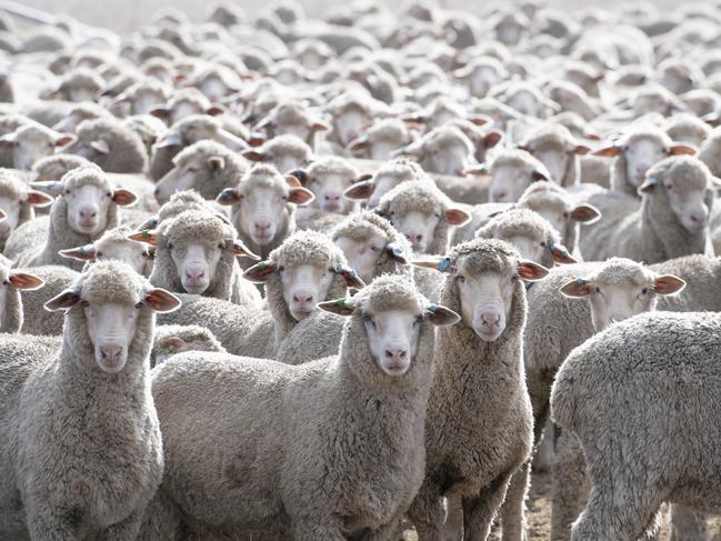 NEWS: Ben Duxson at KanyaVNI West are set to carve up Bens land within close proximity to his shearing shed and house .PICTURED: Generic Farm. Sheep. Wool. Shearing shed. Stock Photo.Picture: Zoe Phillips