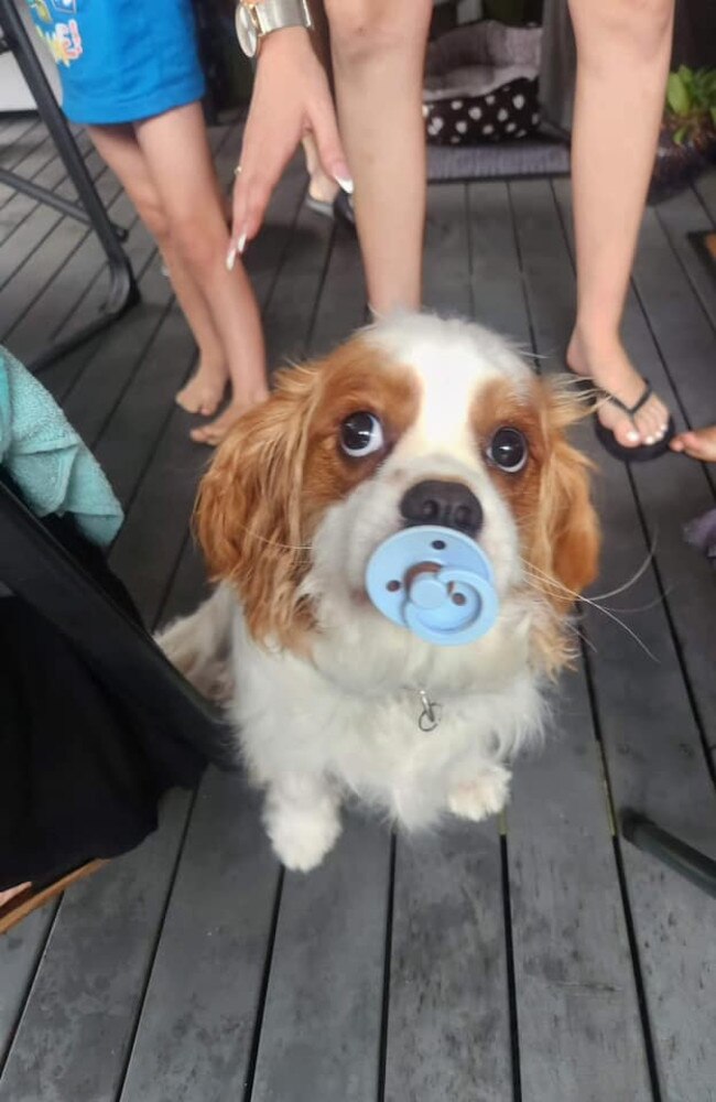 Jaspa: Debbie Truss' 2 year old Cavalier King Charles