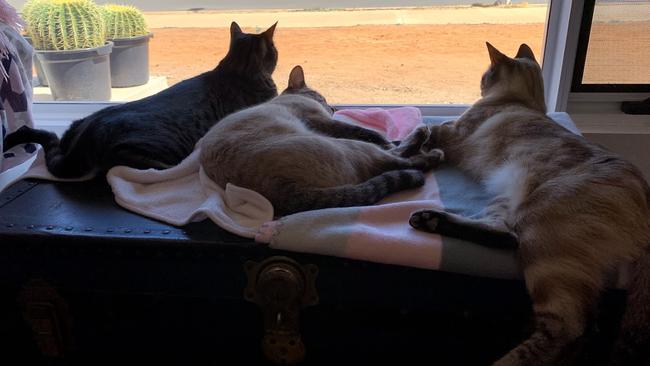 Three of the cutest Alice Springs kitties you’ll ever come across! Makayla, Jezebel and Tabitha are three sisters, aged 2-and-a-half, and they’re your typical Australian moggies. Picture: Katie Stroud