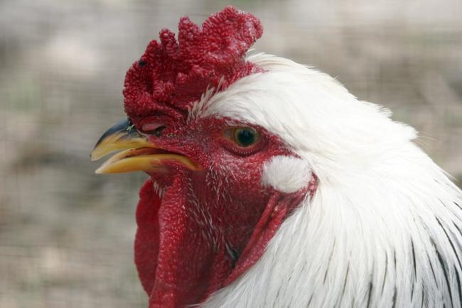 I grew up on a farm where our chickens were taken care of. Picture: Rainer Schmittchen