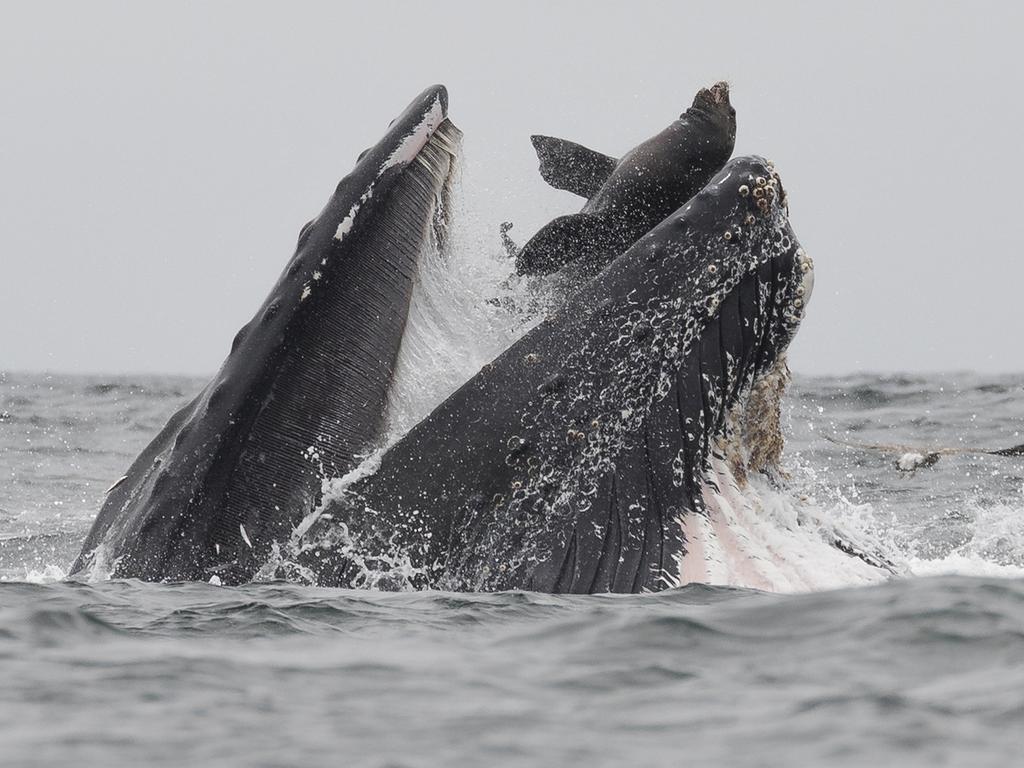 The sea lion accidentally wound up in the whale's mouth. Picture: Chase Dekker Photography