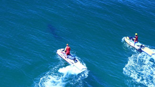 A 3.5m shark at Lighthouse Beach seen after an attack in September. Picture: Supplied