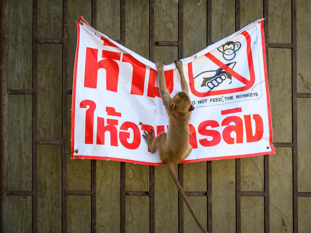 A macaque tears down a poster reading ‘Don't feed the monkeys’ in Lopburi. Picture: Mladen Antonov/AFP