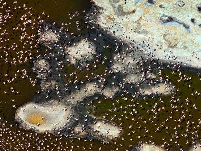 Flamingos on Lake Bogoria, Kenya. Picture: Michael Poliza/Caters News