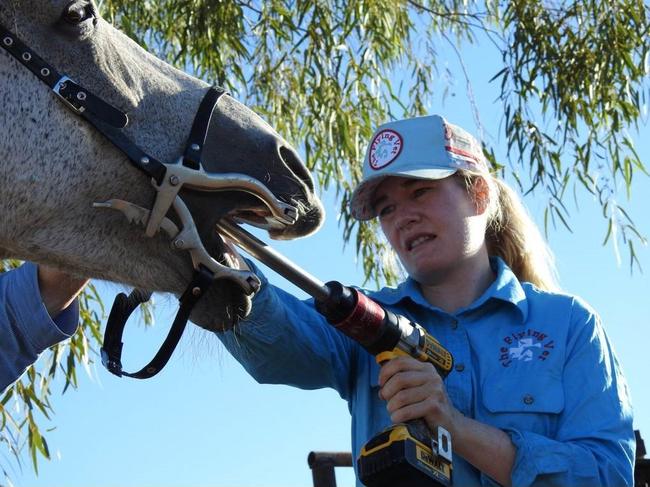 Performing dental work on a horse.