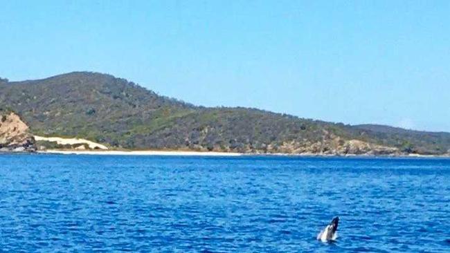 A mother whale and her baby calf were spotted by a Freedom Fast Cats whale watching tour off the Capricorn Coast on Wednesday. Picture: Freedom Fast Cats