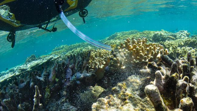 Baby corals are resettled on damaged areas of the Great Barrier Reef. Picture: Gary Cranitch