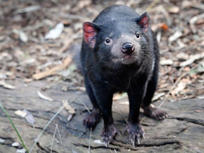 A healthy Tasmanian devil.