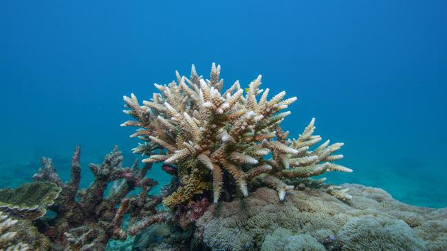 Normanby Island is brimming with sea life including coral, fish and crustaceans as a resilient and bustling part of the Great Barrier Reef in Far North Queensland. PICTURE: JULIANA RESTREPO VILLEGAS