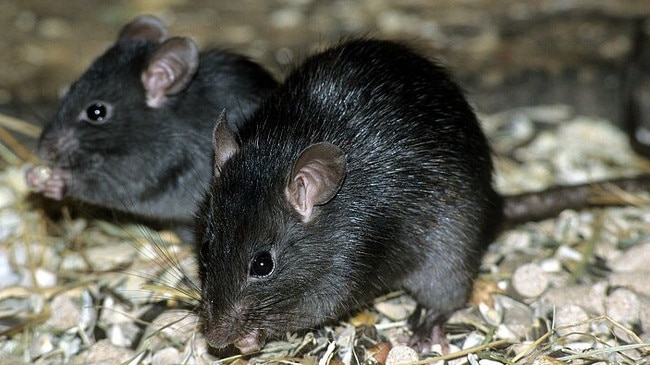 Ship rats (Rattus rattus).