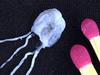 Influx of deadly jellyfish closes beaches