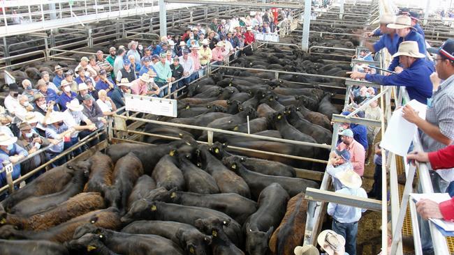 The Davilak steers took up two entire laneways of the Wangaratta yards on January 5. Picture: Jenny Kelly