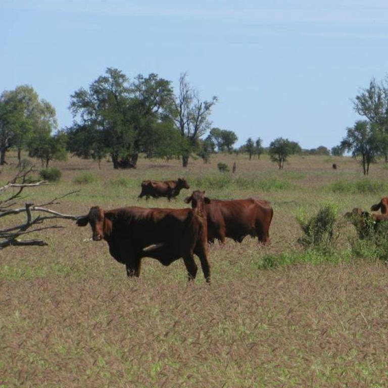 There are a number of cattle stations in Central Queensland, such as Mantuan Downs, near Springsure. Picture: supplied.